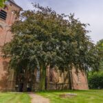 Groningse nominatie voor rode beuk bij Hippolytuskerk Middelstum (Stemt allen)