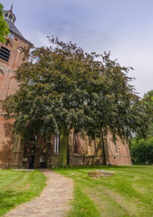 Groningse nominatie voor rode beuk bij Hippolytuskerk Middelstum (Stemt allen)